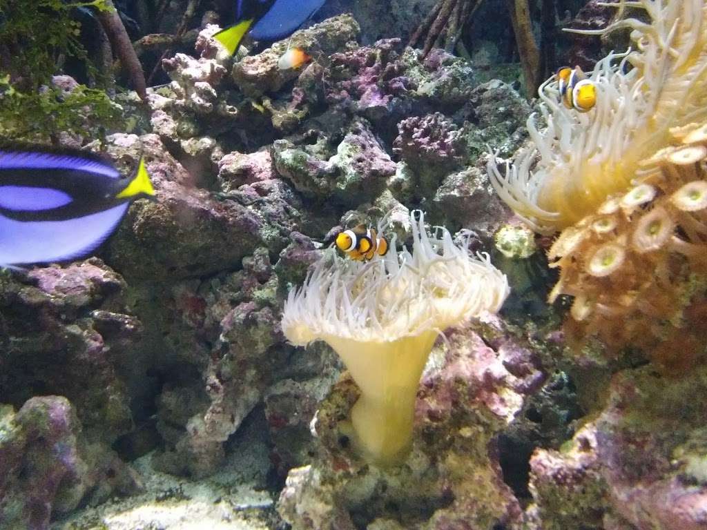 Birch Aquarium at Scripps Institution of Oceanography | 2300 Expedition Way, La Jolla, CA 92037, USA | Phone: (858) 534-3474