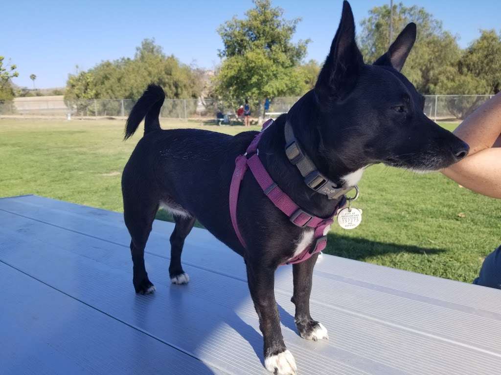 Conejo Creek Dog Park | 1350 E Avenida De Las Flores, Thousand Oaks, CA 91360, USA | Phone: (805) 495-6471