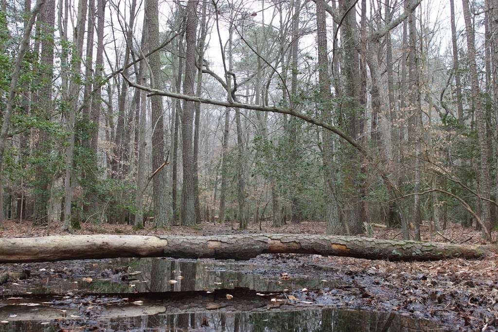 Third Haven Woods | Goldsborough Neck Rd, Easton, MD 21601, USA