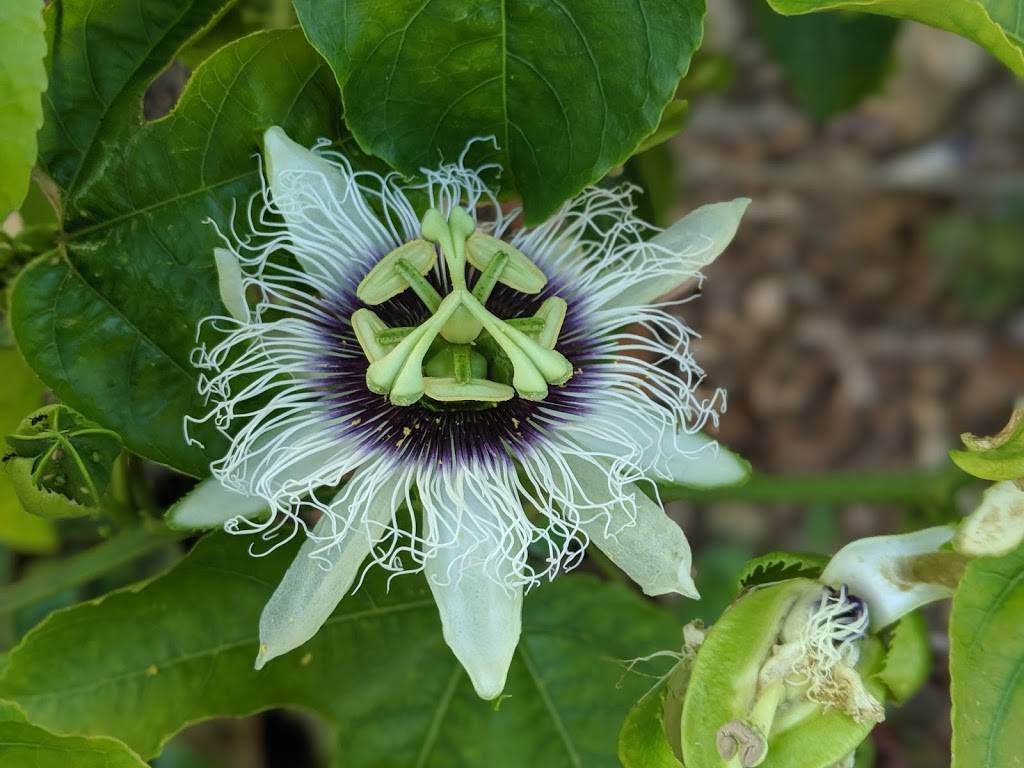 Mānoa Community Garden | Olopua St, Honolulu, HI 96822, USA | Phone: (808) 522-7063