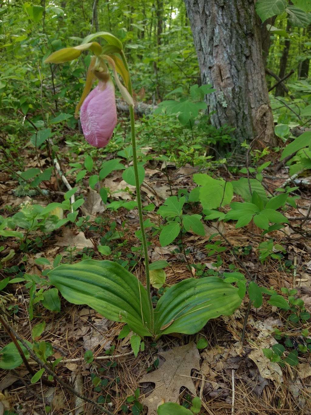 Groton Town Forest | Groton, MA 01450, USA