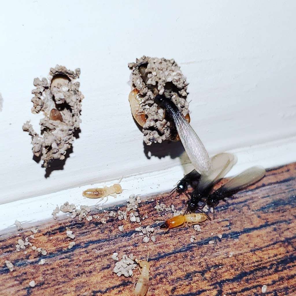 Texas Termite Inspectors | 107 Cindy Lou Dr, San Antonio, TX 78249, USA | Phone: (830) 745-5423