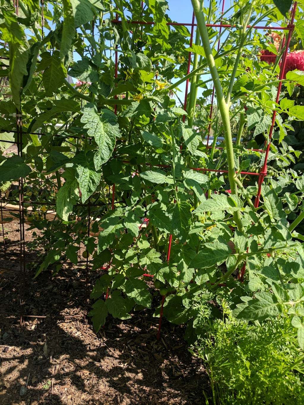 Long Beach Community Garden | Long Beach, CA 90815, USA