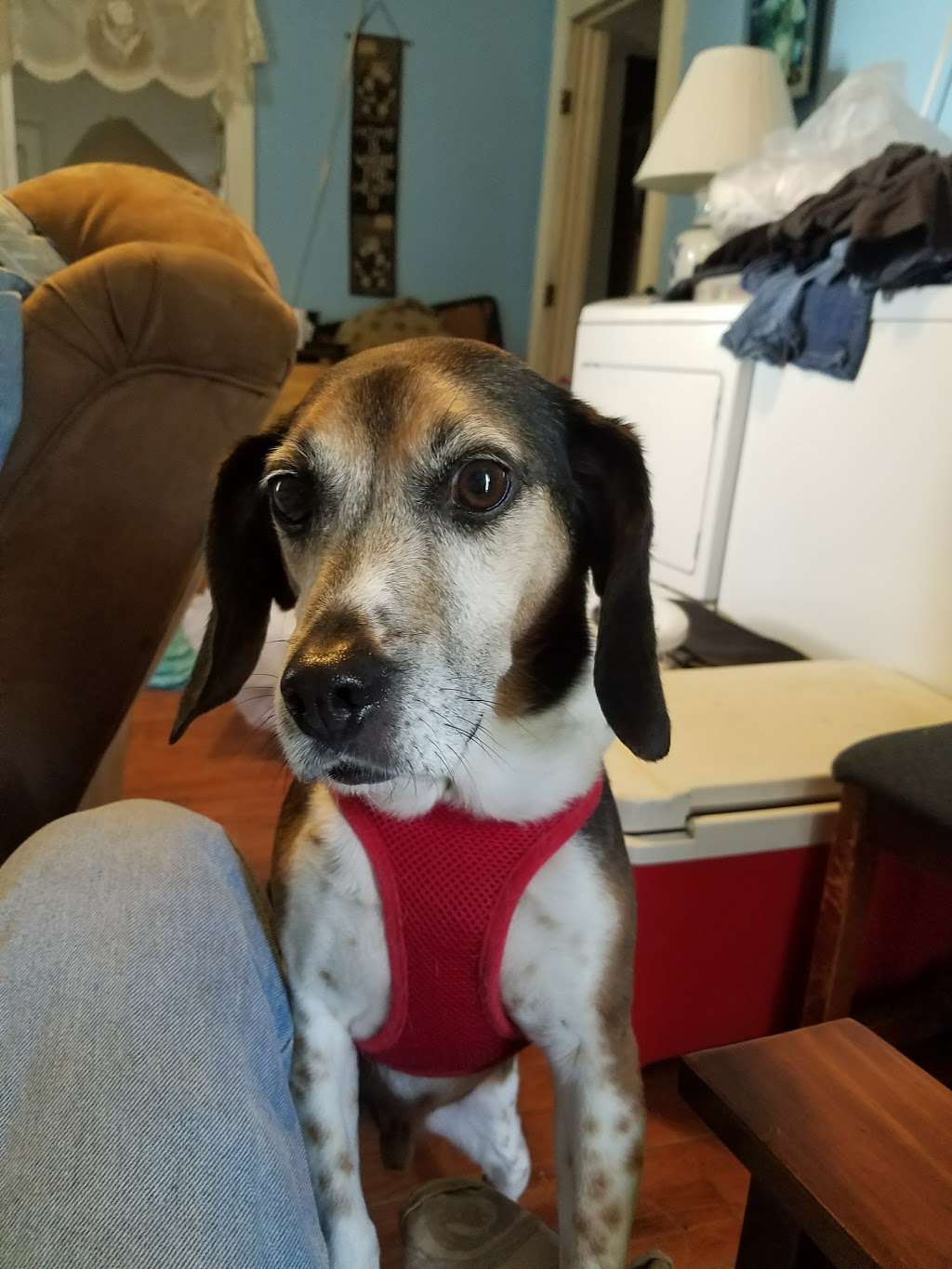 Four Pines Feed & Seed | 528 S Pennsylvania St, Greenfield, IN 46140, USA | Phone: (317) 462-6115 Four Pines Feed & Seed | 528 S Pennsylvania St, Greenfield, IN 46140, USA | Phone: (317) 462-6115