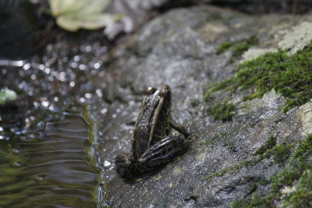 Trout Brook Valley Preserve | Bradley Rd, Weston, CT 06883, USA