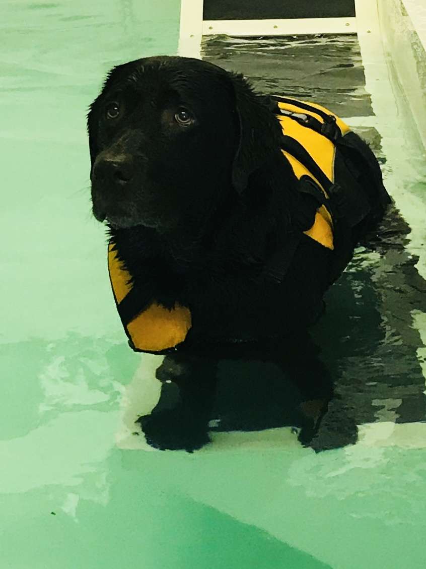 Genesis Canine Hydrotherapy Clinic | Unit F, Cavendish House, Plumpton Rd, Hoddesdon EN11 0LB, UK | Phone: 07983 571499