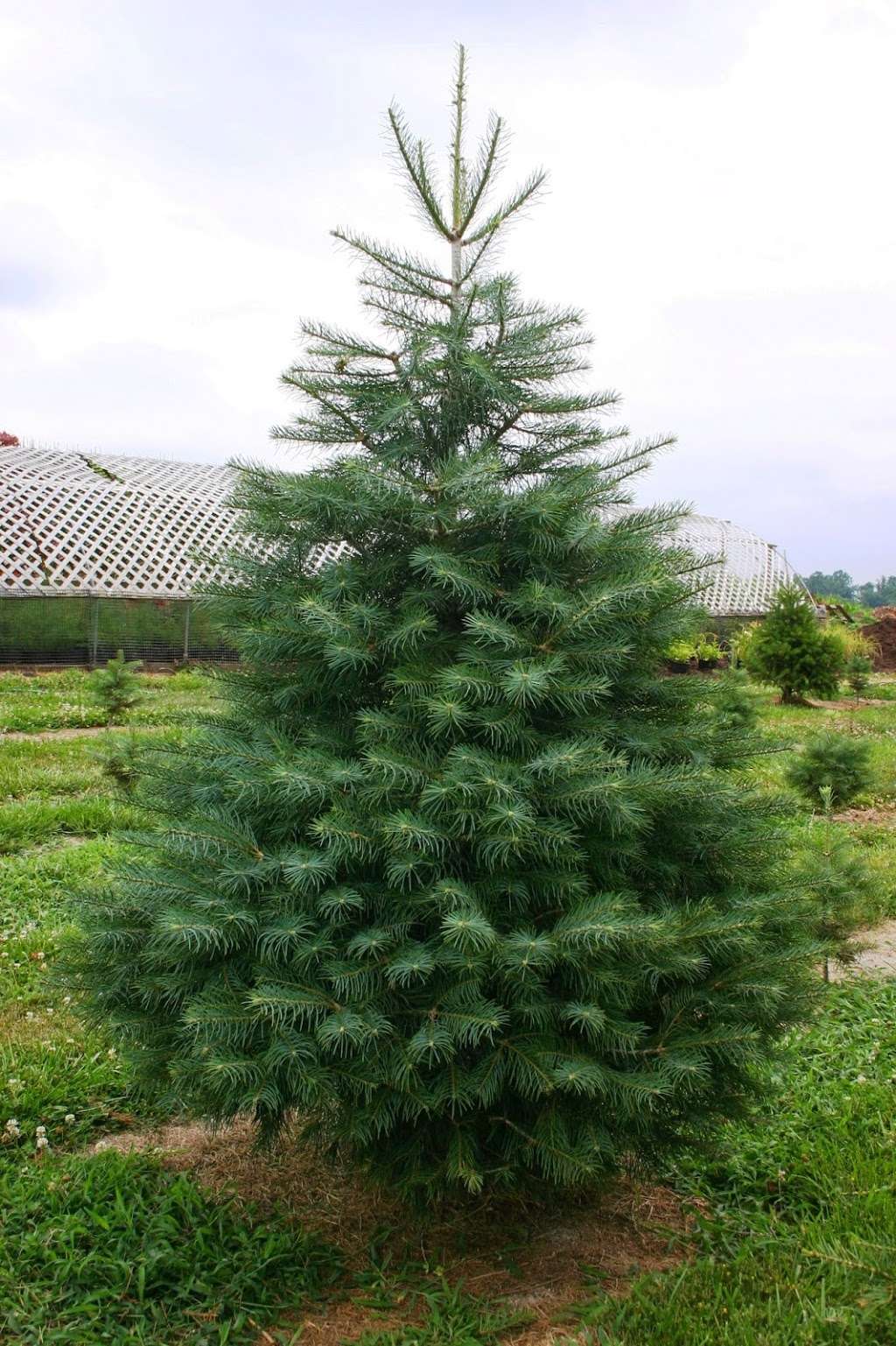 Hunts Christmas Tree Farm | 465 Stehman Church Rd, Millersville, PA 17551, USA | Phone: (717) 330-8102