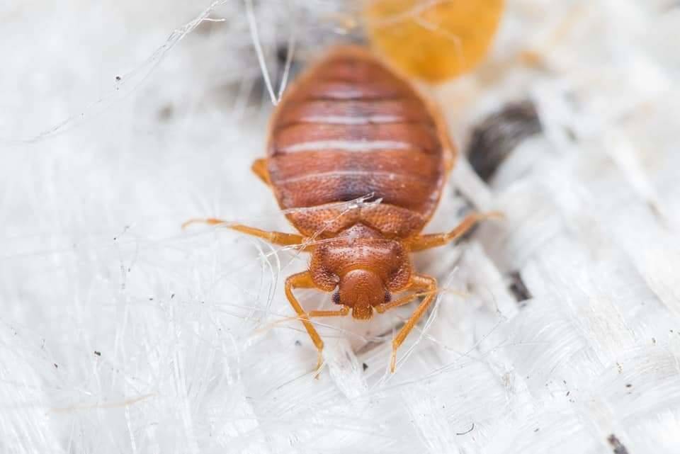 Truly Nolen Termites and Pest Control Lancaster | 135 E Main St, New Holland, PA 17557, USA | Phone: (717) 435-5171