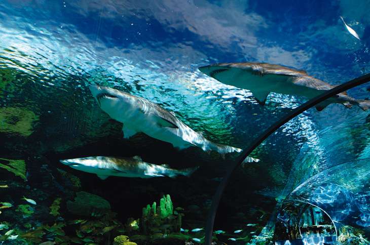 Serviette Aquarium Exhibit Consultants | 3934 Salmon Dr, Orlando, FL 32835, USA | Phone: (407) 342-7416