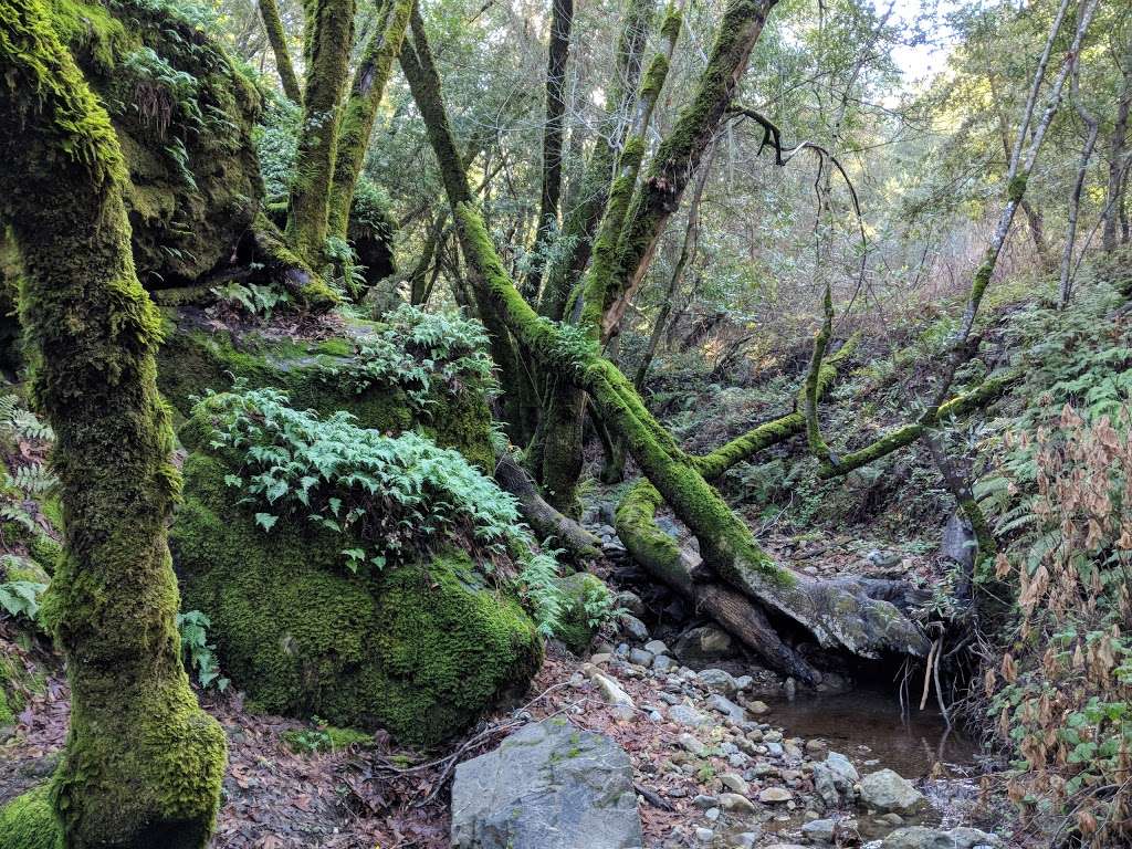 Foothills Park | 3300 Page Mill Rd, Los Altos Hills, CA 94022, USA | Phone: (650) 329-2423