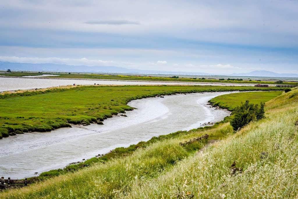 Don Edwards San Francisco Bay National Wildlife Refuge | 2 Marshlands Rd, Fremont, CA 94555, USA | Phone: (510) 792-0222