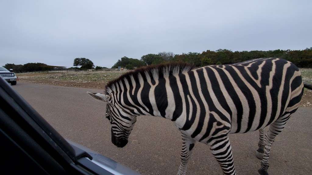 Natural Bridge Wildlife Ranch | 26515 Natural Bridge Caverns Rd, San Antonio, TX 78266, USA | Phone: (830) 438-7400