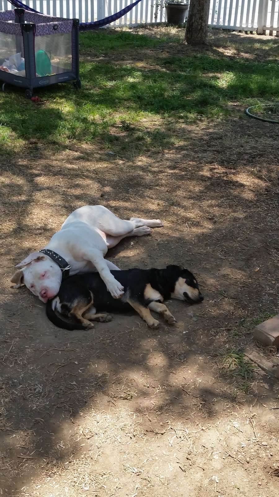 Happy dogs = Happy owners Dogwalking | 1003 S Meeker Ave, West Covina, CA 91790, USA | Phone: (626) 343-1919