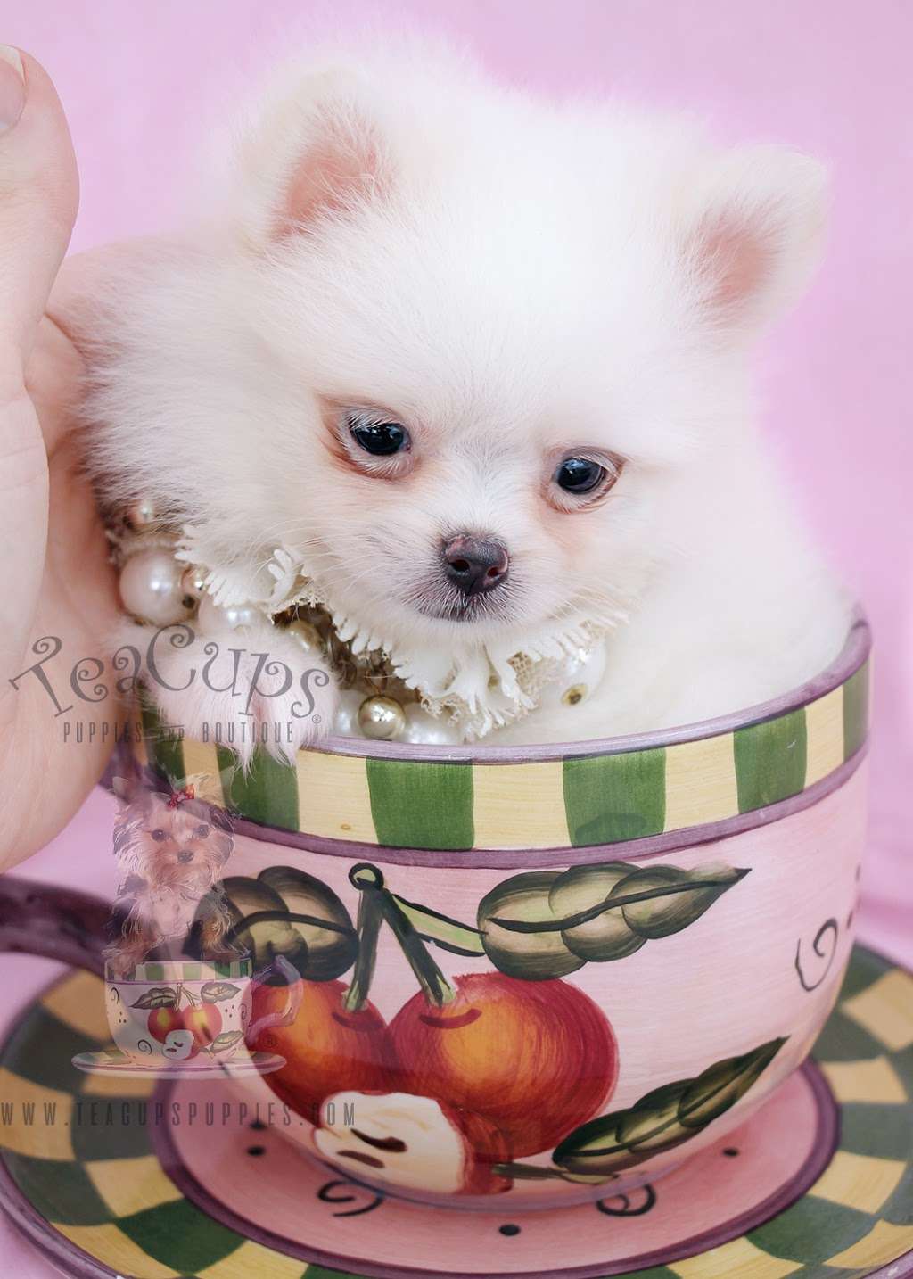 TeaCups, Puppies & Boutique | 5195 S University Dr, Davie, FL 33328, USA | Phone: (954) 985-8848