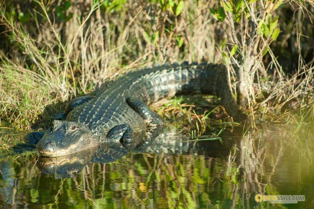 Black Point Wildlife Drive | Titusville, FL 32796, USA | Phone: (321) 861-0669