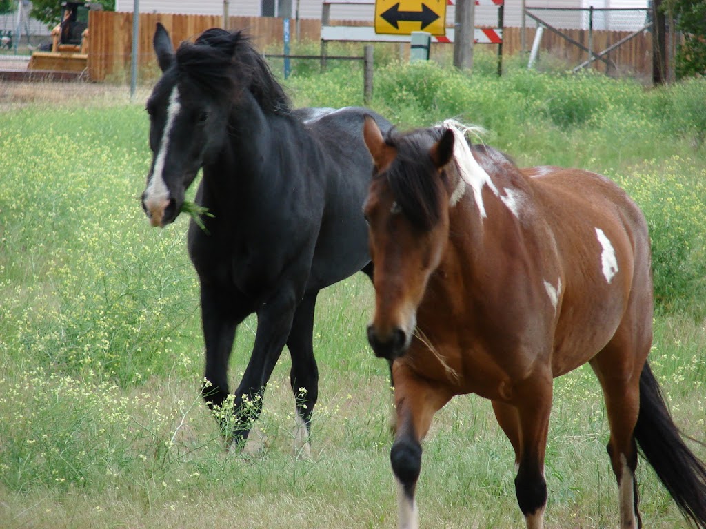 On the Wings of a Horse | 15575 Co Rd 25, Platteville, CO 80651, USA | Phone: (970) 785-9090