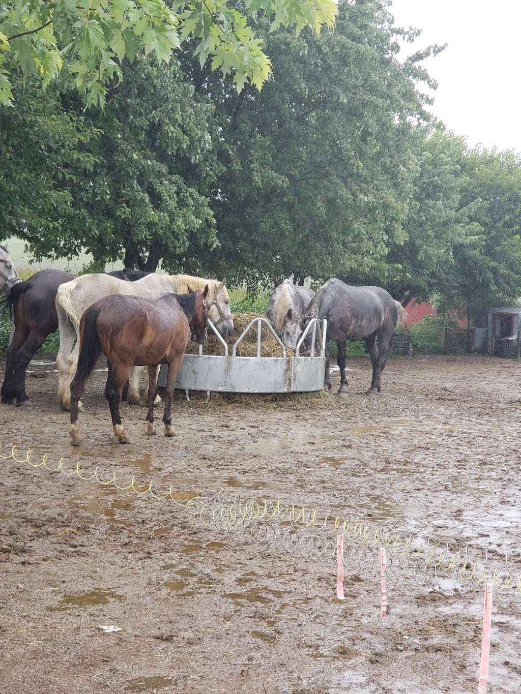 Buggy rides at Antique Barn | 3509669900000, Bird in Hand, PA 17505, USA | Phone: (717) 371-0876