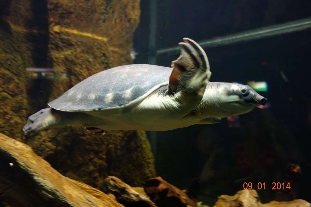 Turtle Reef | San Diego, CA 92109, USA | Phone: (800) 257-4268