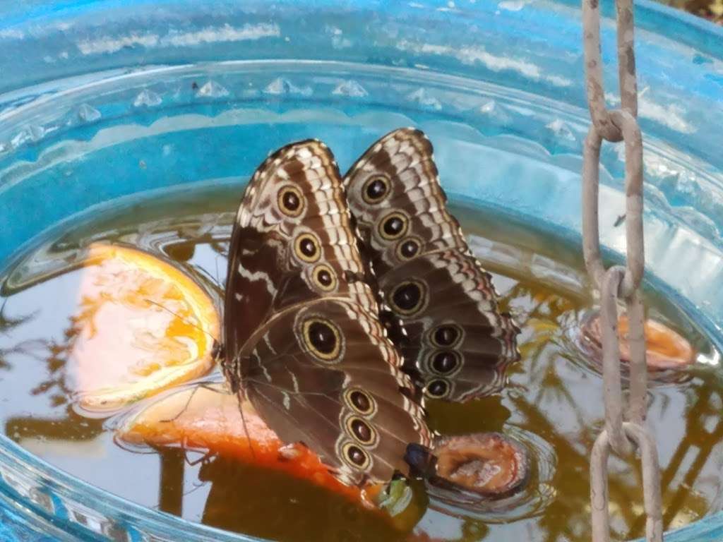 Butterfly Habitat | 333 S Valley View Blvd, Las Vegas, NV 89107, USA | Phone: (702) 822-7700