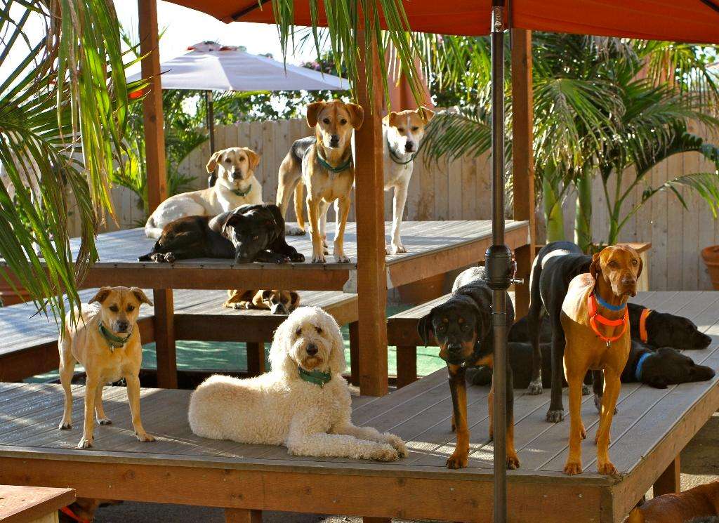 Dr. Boyds Veterinary Resort | 2147 San Diego Ave, San Diego, CA 92110, USA | Phone: (619) 260-6060