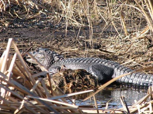 Bullgator Adventures Airboat Rides &Tours | 6000 Lake Washington Rd, Melbourne, FL 32934 | Phone: (321) 288-3997