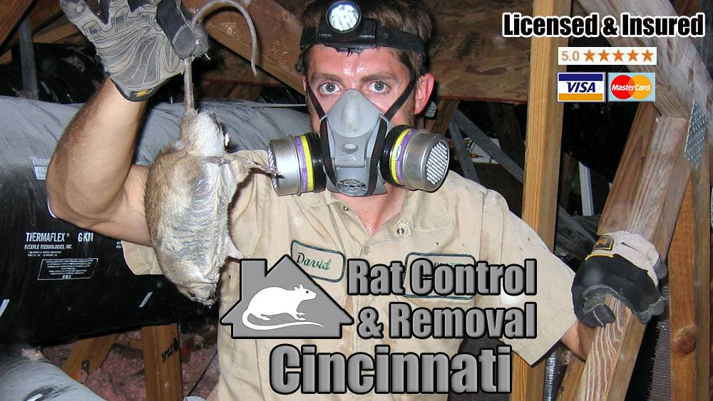 Rat Control Of Cincinnati | 3160 Beekman St unit b, Cincinnati, OH 45223, USA | Phone: (513) 906-4262