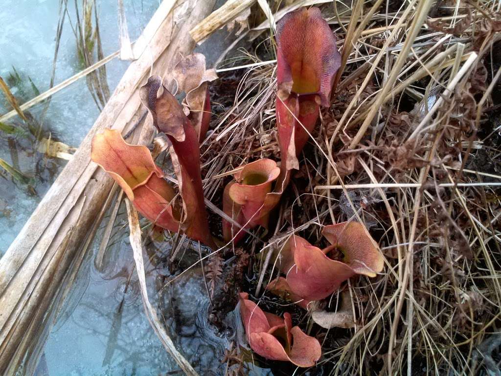 Lima Bog State Natural Area | Whitewater, WI 53190, USA | Phone: (608) 266-2621