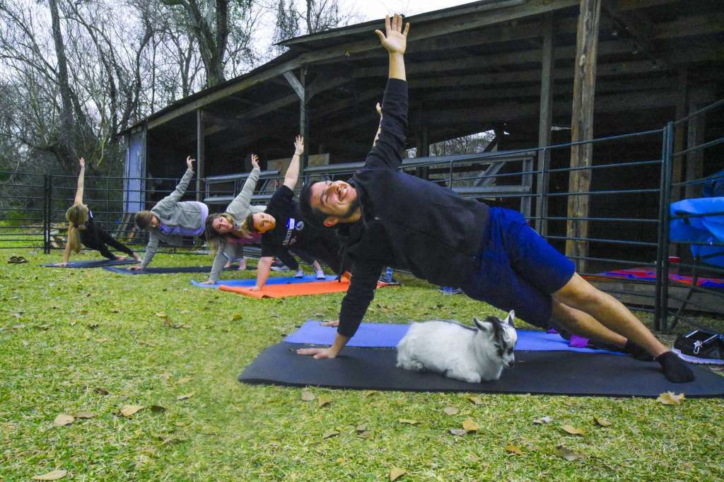 Goat Yoga Texas | 18541 Mueschke Rd, Cypress, TX 77433, USA | Phone: (281) 732-7833