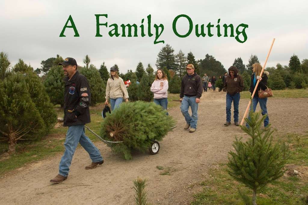 Garlock Christmas Trees | 2275 Bloomfield Rd, Sebastopol, CA 95472 | Phone: (707) 823-4307