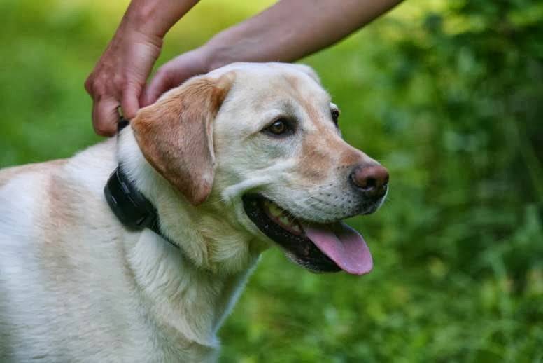 DogWatch Hidden Fences of Portland | 7 Grouse Terrace, Lake Oswego, OR 97035 | Phone: (503) 701-3033