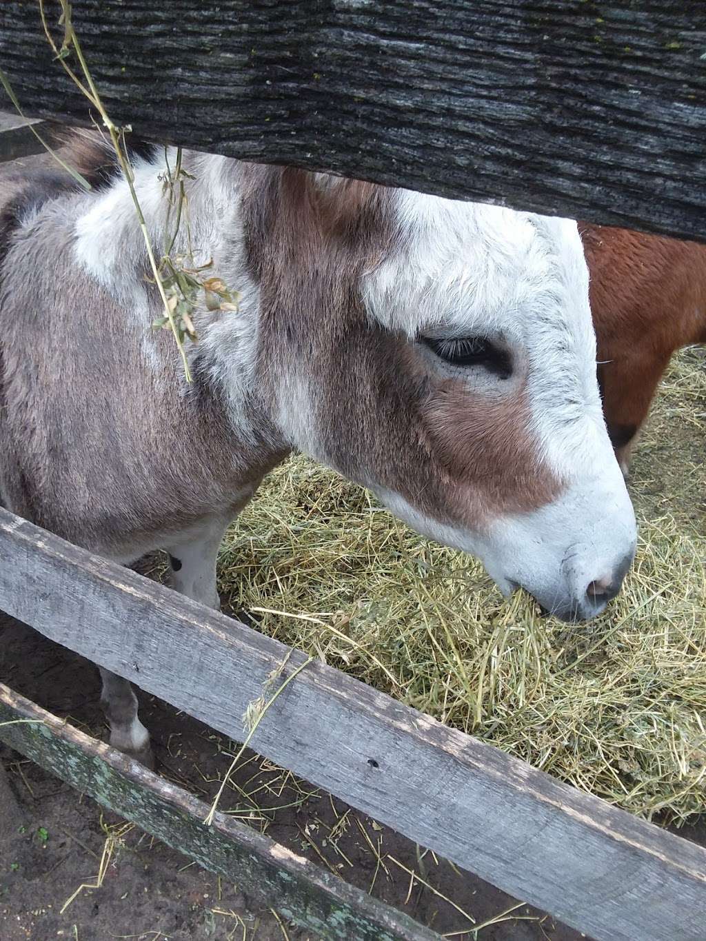 Prairie Moon Orchard & Market | 9860 US-421, Francesville, IN 47946, USA | Phone: (219) 253-6383