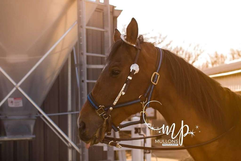 Sarahs Pony Rides | 8220 S Kean Ave, Willow Springs, IL 60514 | Phone: (630) 802-1316