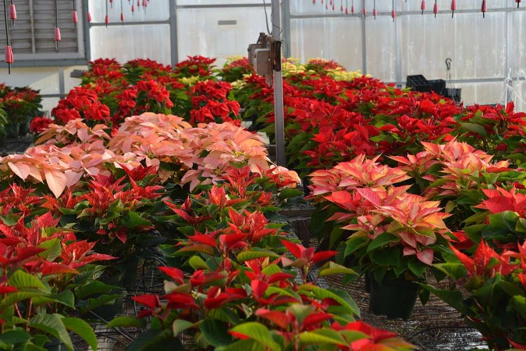 Cline Greenhouse | 482 Blake Rd, Elkton, MD 21921 | Phone: (410) 398-7023