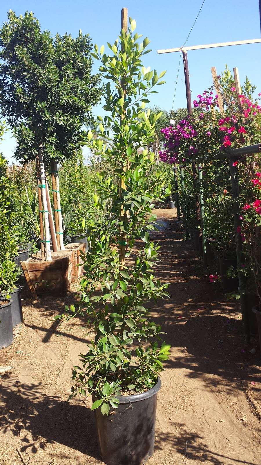 Pena Nursery | 10545 Spruce Ave, Bloomington, CA 92316, USA | Phone: (909) 875-0594