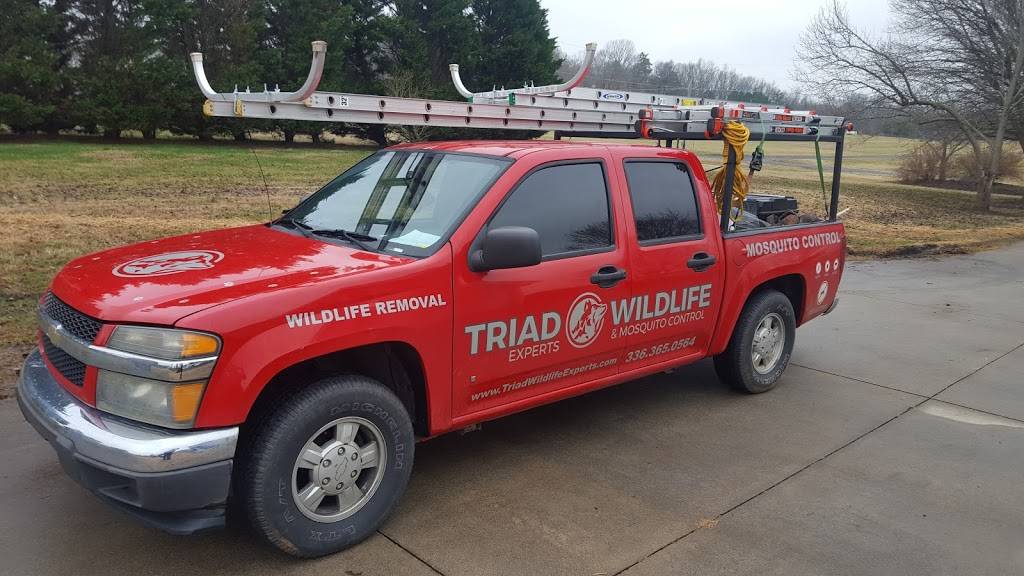 Triad Wildlife Experts | 425 Creekview Dr, Kernersville, NC 27284 | Phone: (336) 365-0564