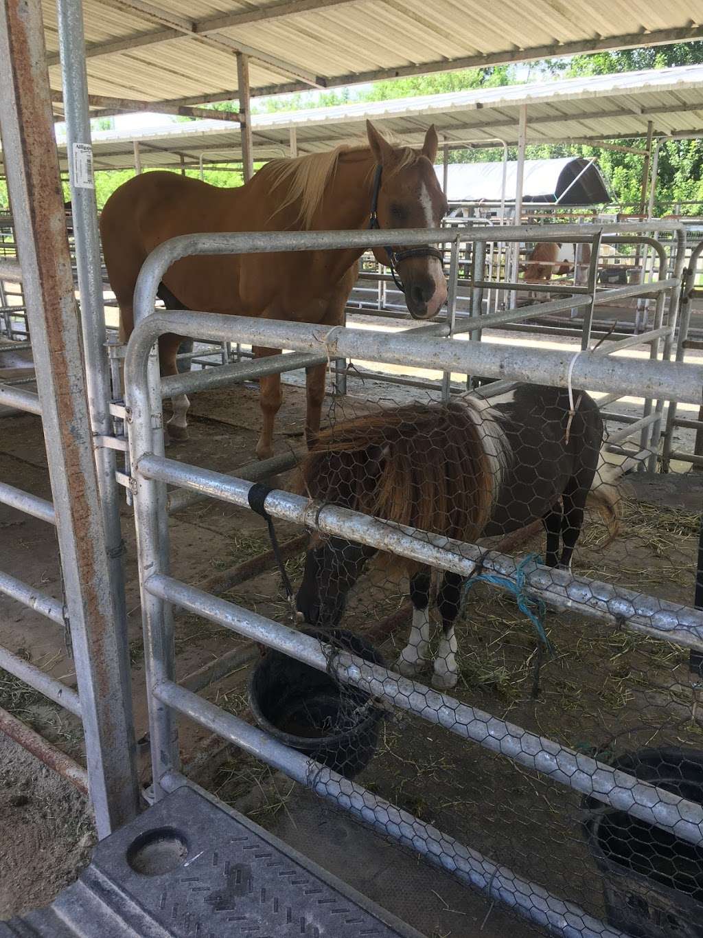 FLORIDA RESEARCH INSTITUTE for EQUINE NURTURING DEVELOPMENT and  | 19801 Sheridan St, Southwest Ranches, FL 33332 | Phone: (954) 492-0168