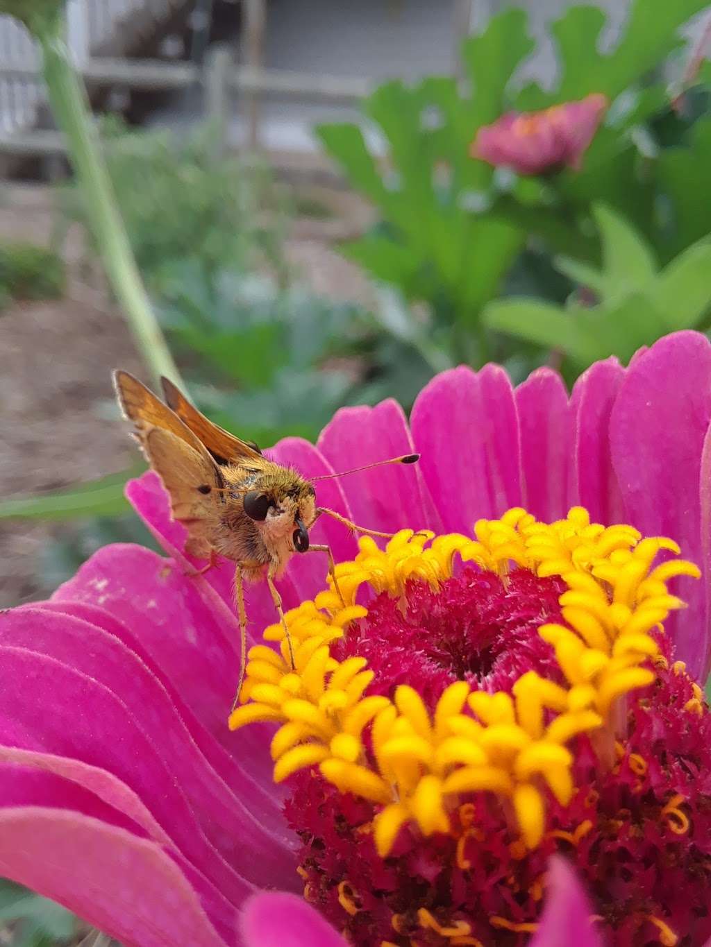 Olathe Community Garden - Original Town | 215 E Loula St, Olathe, KS 66061, USA