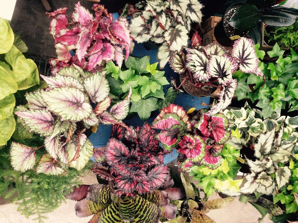 Whispering Pine Garden Center & Florist | 1 Windsor Rd, Yorktown Heights, NY 10598, USA | Phone: (914) 248-7444