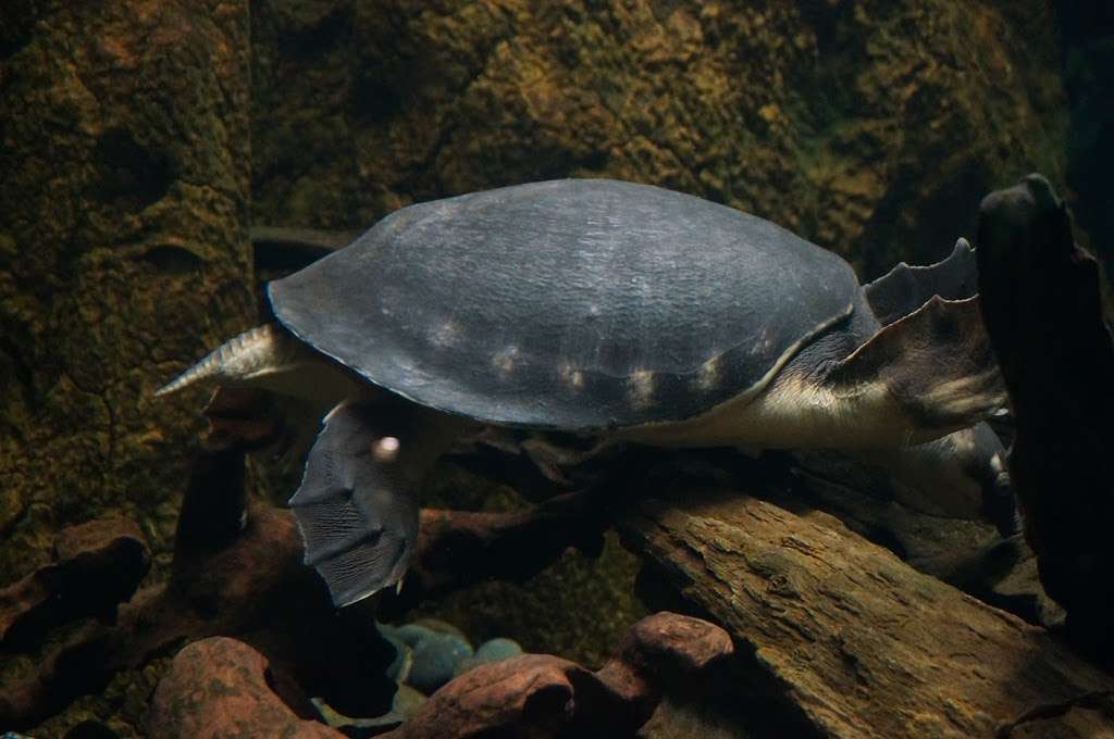 Freshwater Aquarium | San Diego, CA 92109, USA