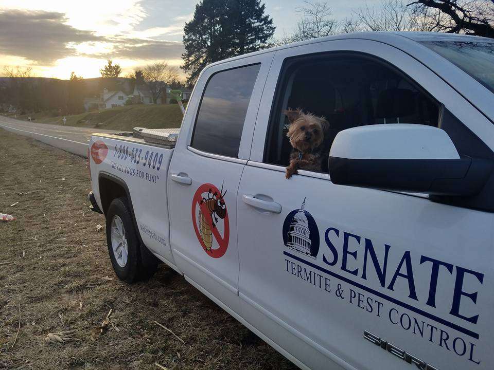 Senate Termite & Pest Control | 8656 Dakota Dr, Gaithersburg, MD 20877, USA | Phone: (301) 977-1415