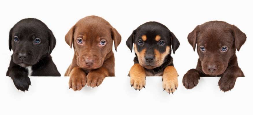 All Star Pets | 17710 Indian Head Hwy, Accokeek, MD 20607, USA | Phone: (301) 804-3847