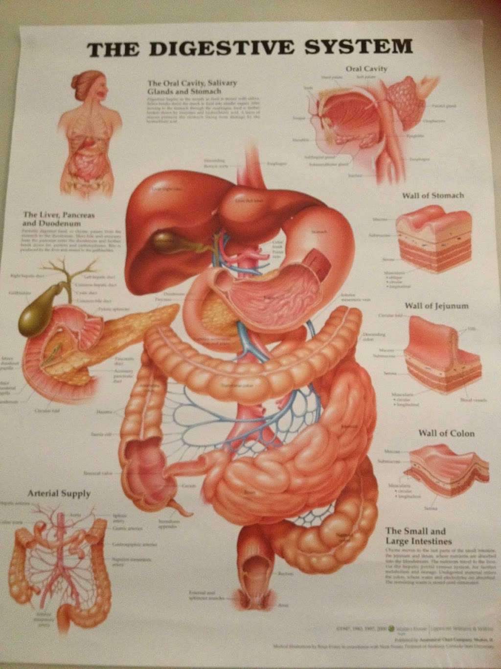 Therapy Corner Colon Hydrotherapy Clinic | Chelmsford Rd, White Roding CM6 1RF, UK | Phone: 07977 225857