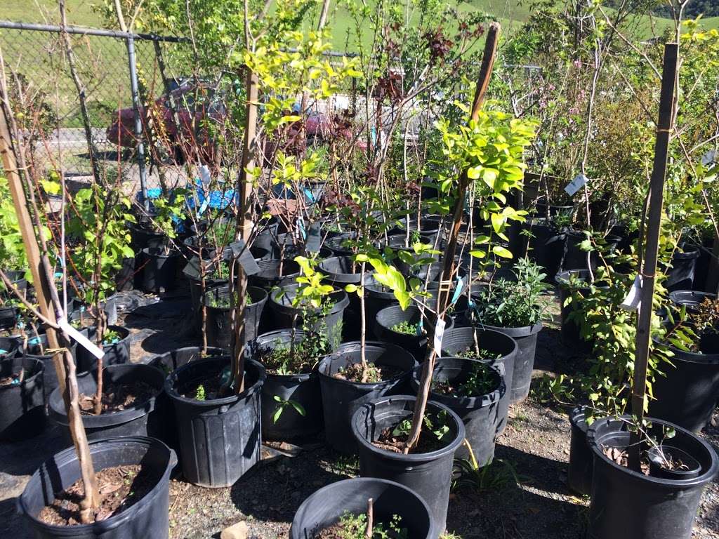 Damanakis Nursery & Landscaping | 9150 Crow Canyon Rd, Castro Valley, CA 94552, USA | Phone: (510) 538-4039