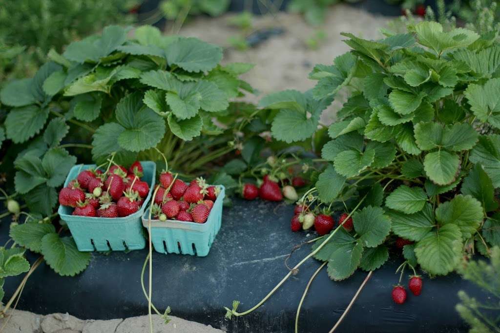 Swann Farms - U-Pick Berries | 7740 Swan Ln, Owings, MD 20736 | Phone: (443) 770-3510