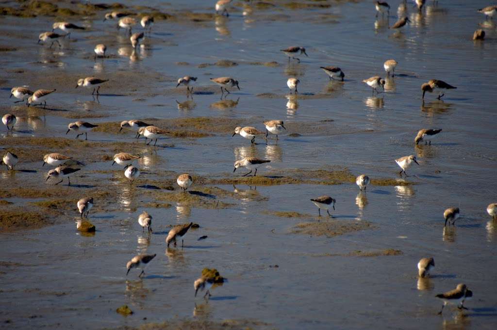 Middle Harbor Shoreline Park | 2777 Middle Harbor Rd, Oakland, CA 94607, USA | Phone: (510) 627-1634