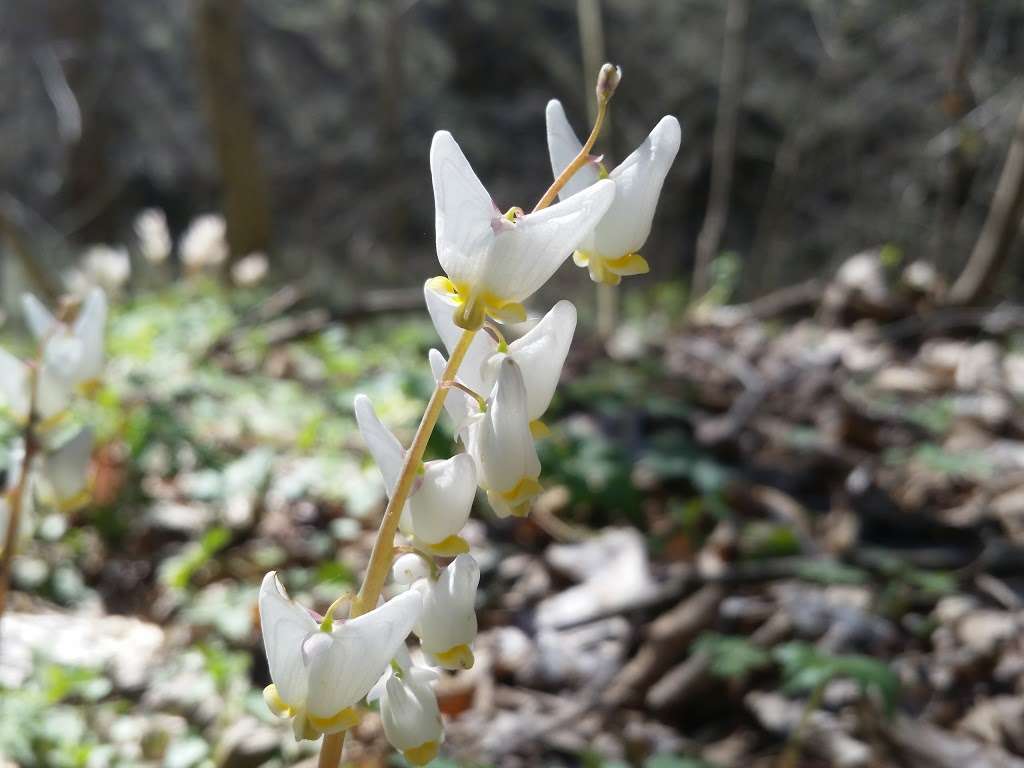 Shenks Ferry Wildflower Preserve | Green Hill Road South, Conestoga, PA 17516, USA