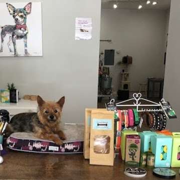 WoofGang Pup Pet Retail | 40 Commercial St, Braintree, MA 02184, USA | Phone: (781) 917-9503
