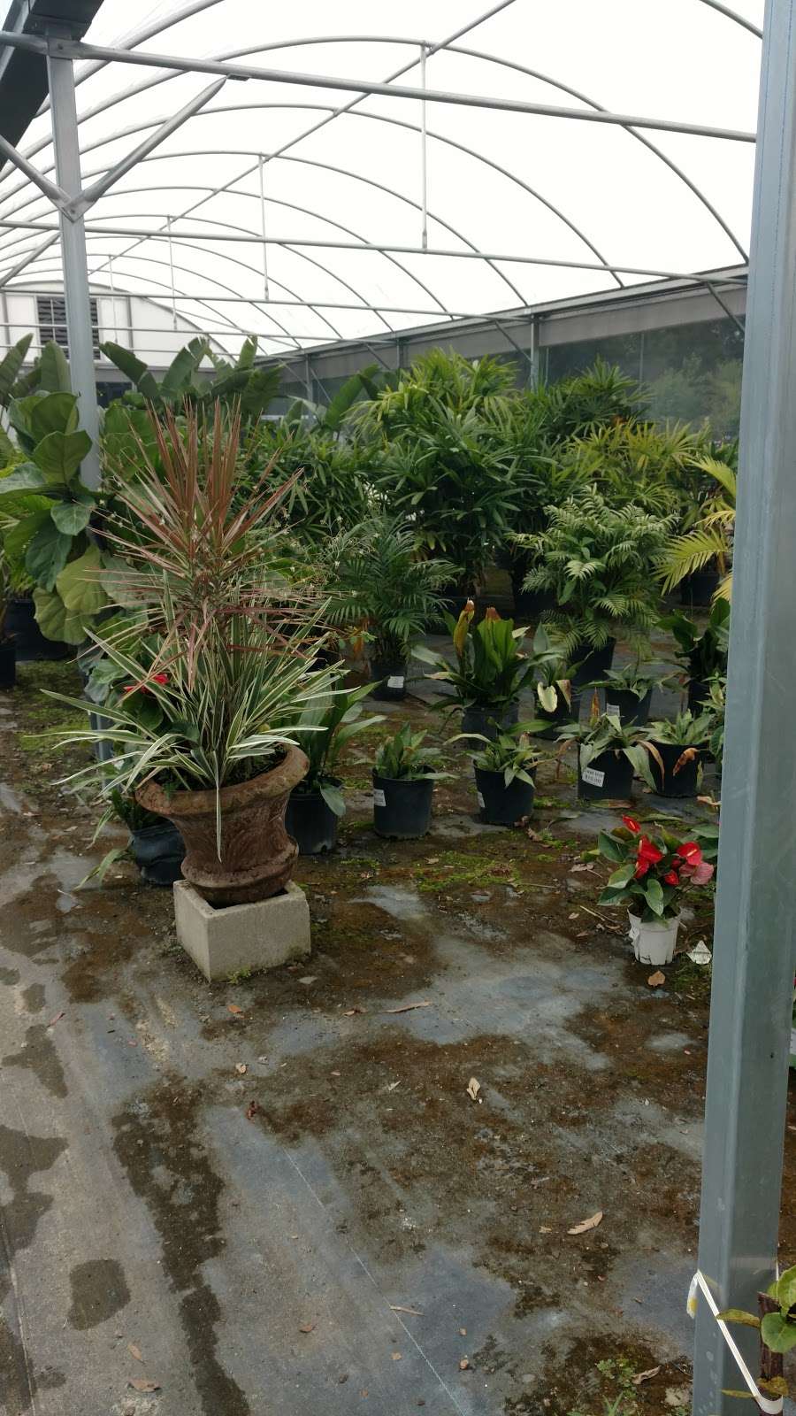 Lafleur Nurseries and Garden Center | 6275 FL-46, Sanford, FL 32771, USA | Phone: (321) 363-3449