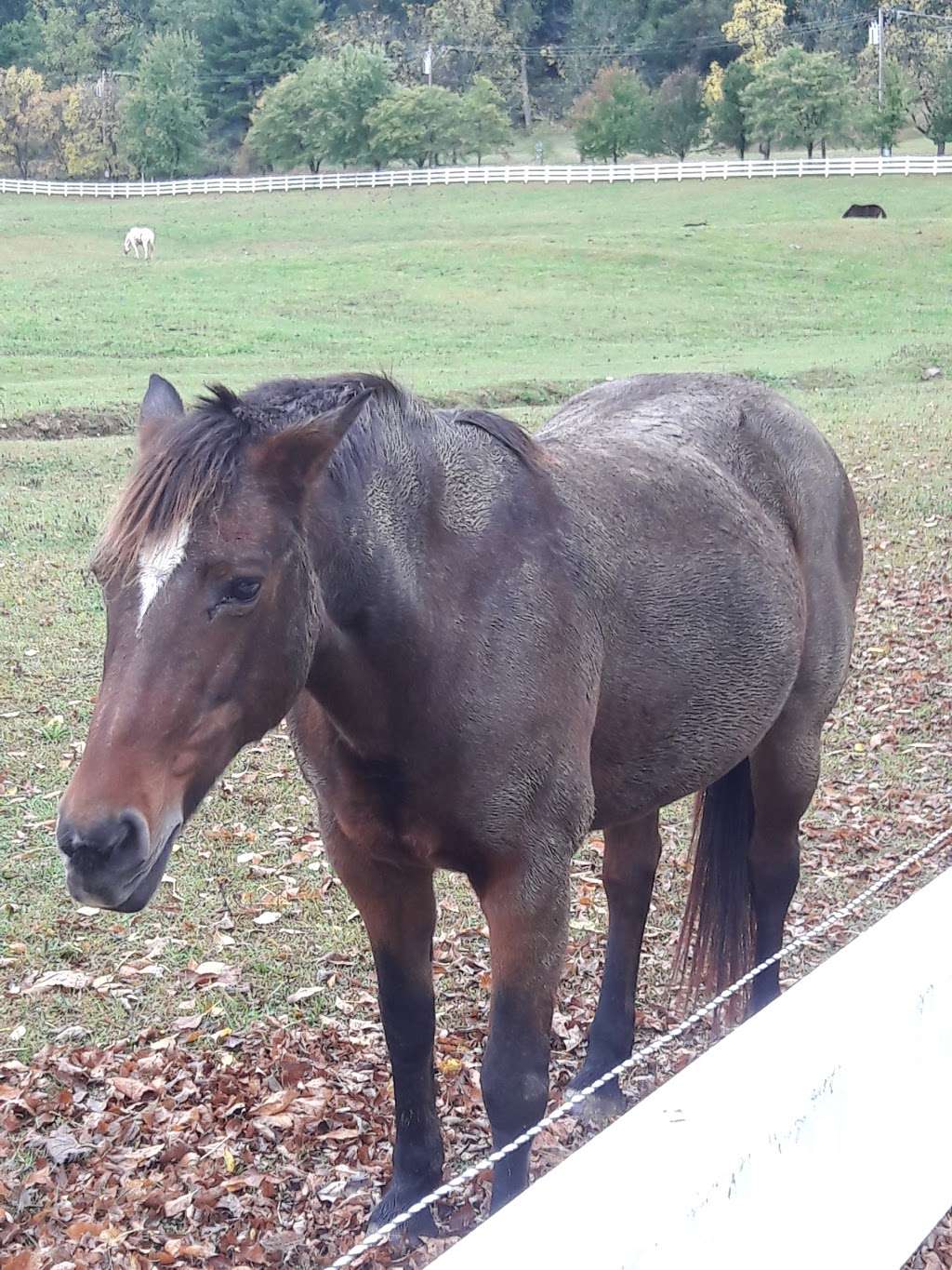 Great Scott Farm | 1375 Yellow Springs Rd, Malvern, PA 19355, USA | Phone: (610) 960-9174