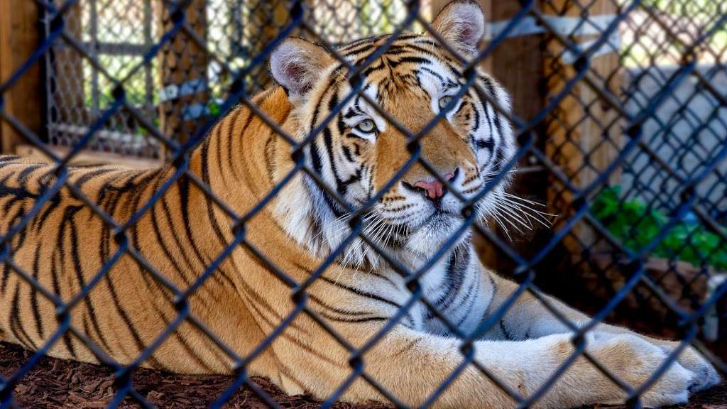 Central Florida Animal Reserve (www.cflar.org) | 500 Broussard Rd, St Cloud, FL 34773, USA | Phone: (321) 637-0110